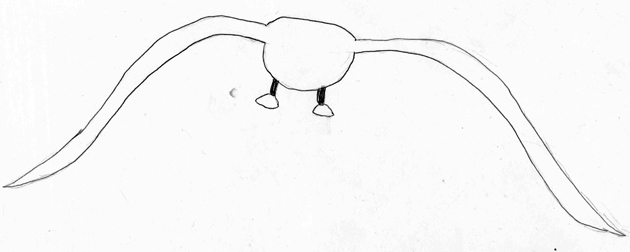 gaivota